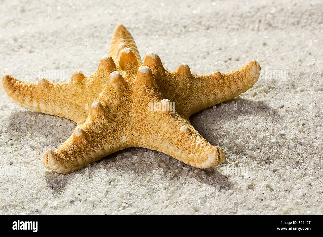 Detail Starfish Photographs Nomer 30