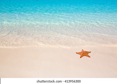 Detail Starfish Photographs Nomer 34