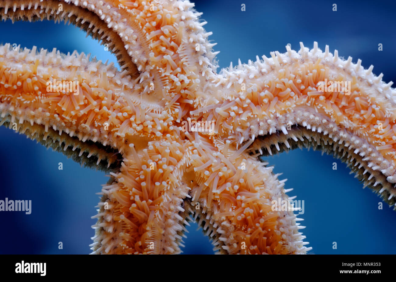 Detail Starfish Photographs Nomer 40