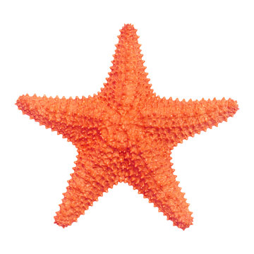 Detail Starfish Photographs Nomer 46