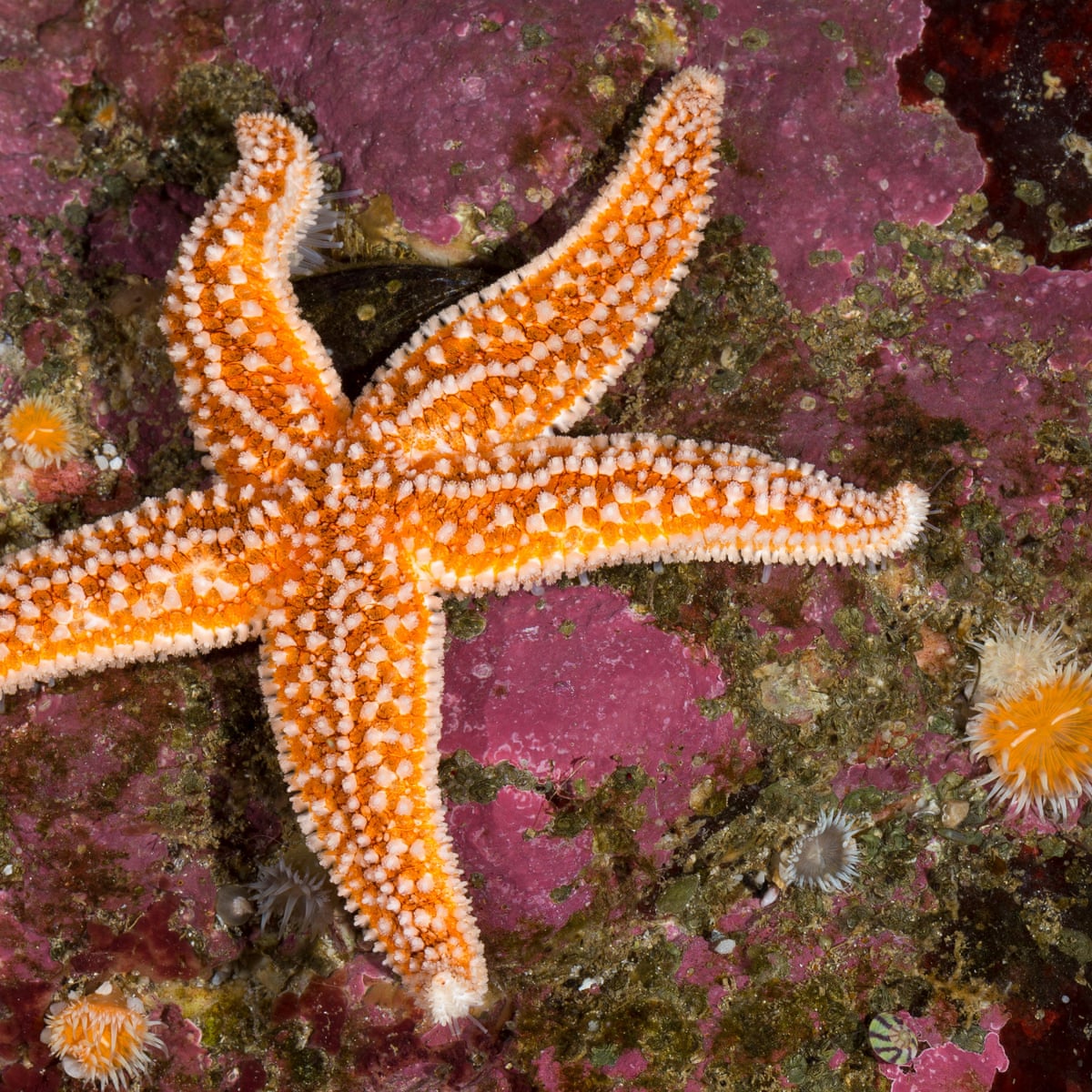 Detail Starfish Pic Nomer 16