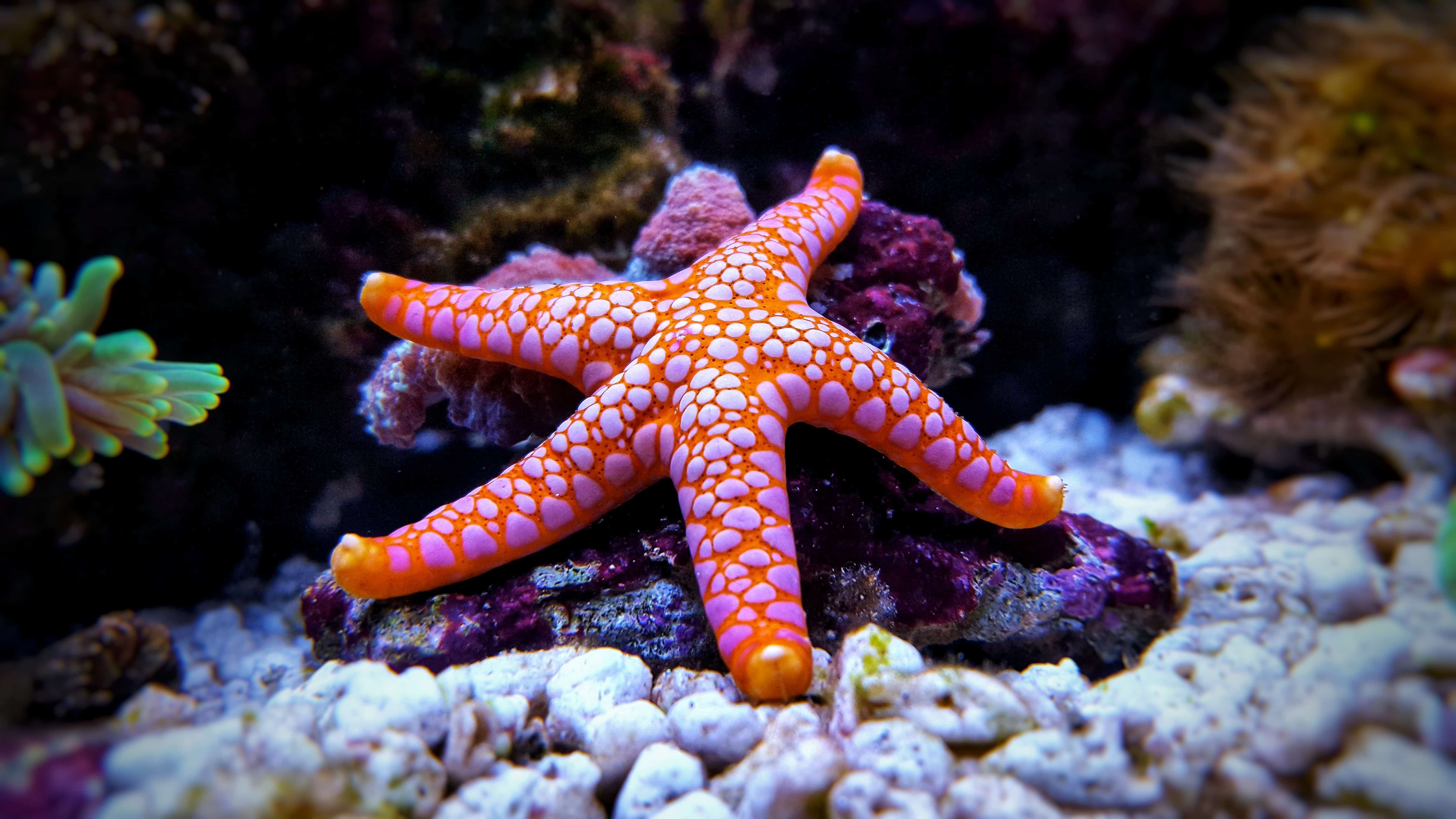 Detail Starfish Pic Nomer 29