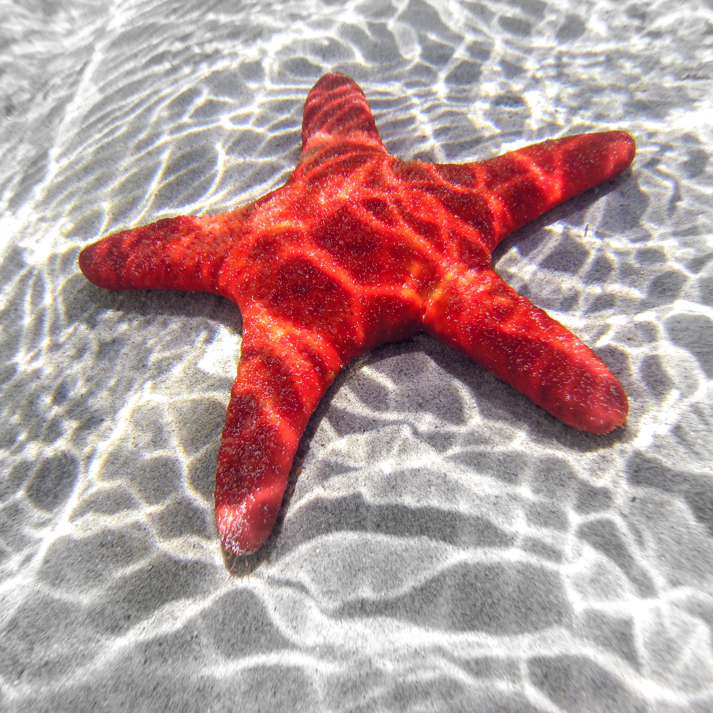 Detail Starfish Pic Nomer 3