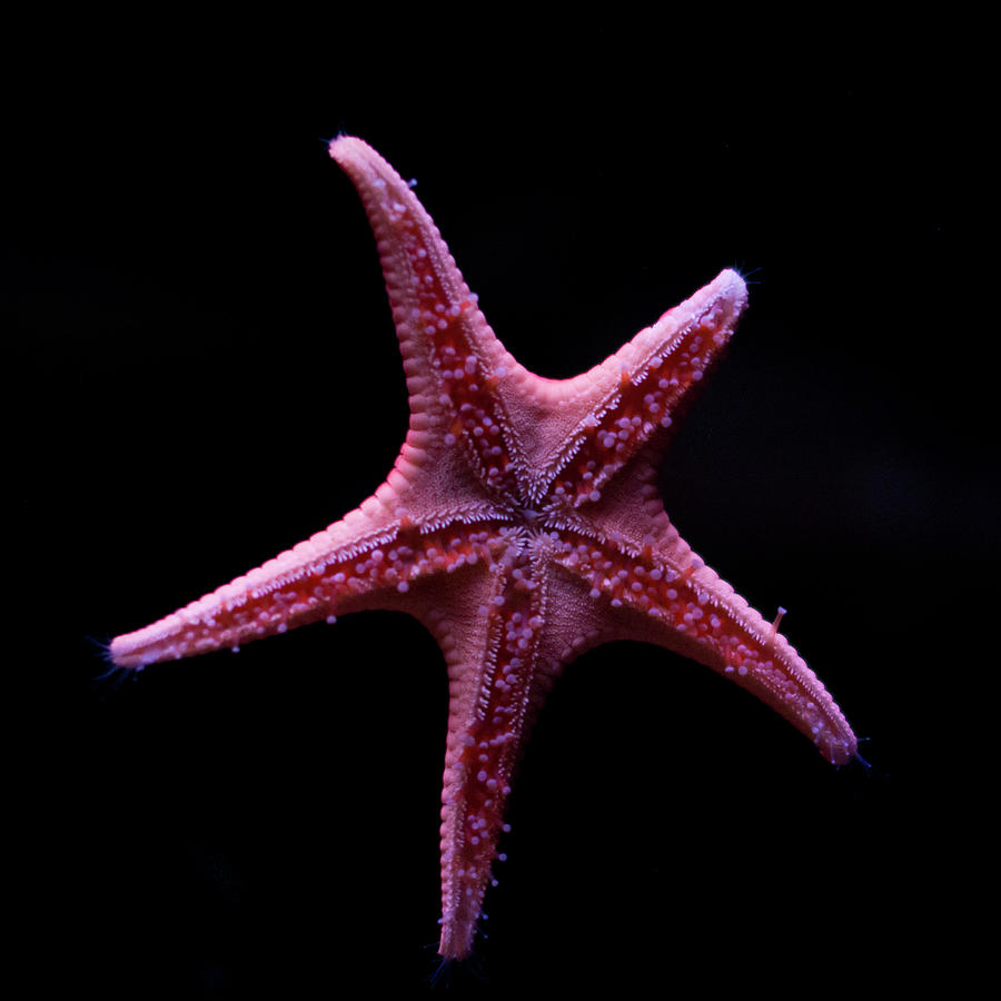 Detail Starfish Pic Nomer 36