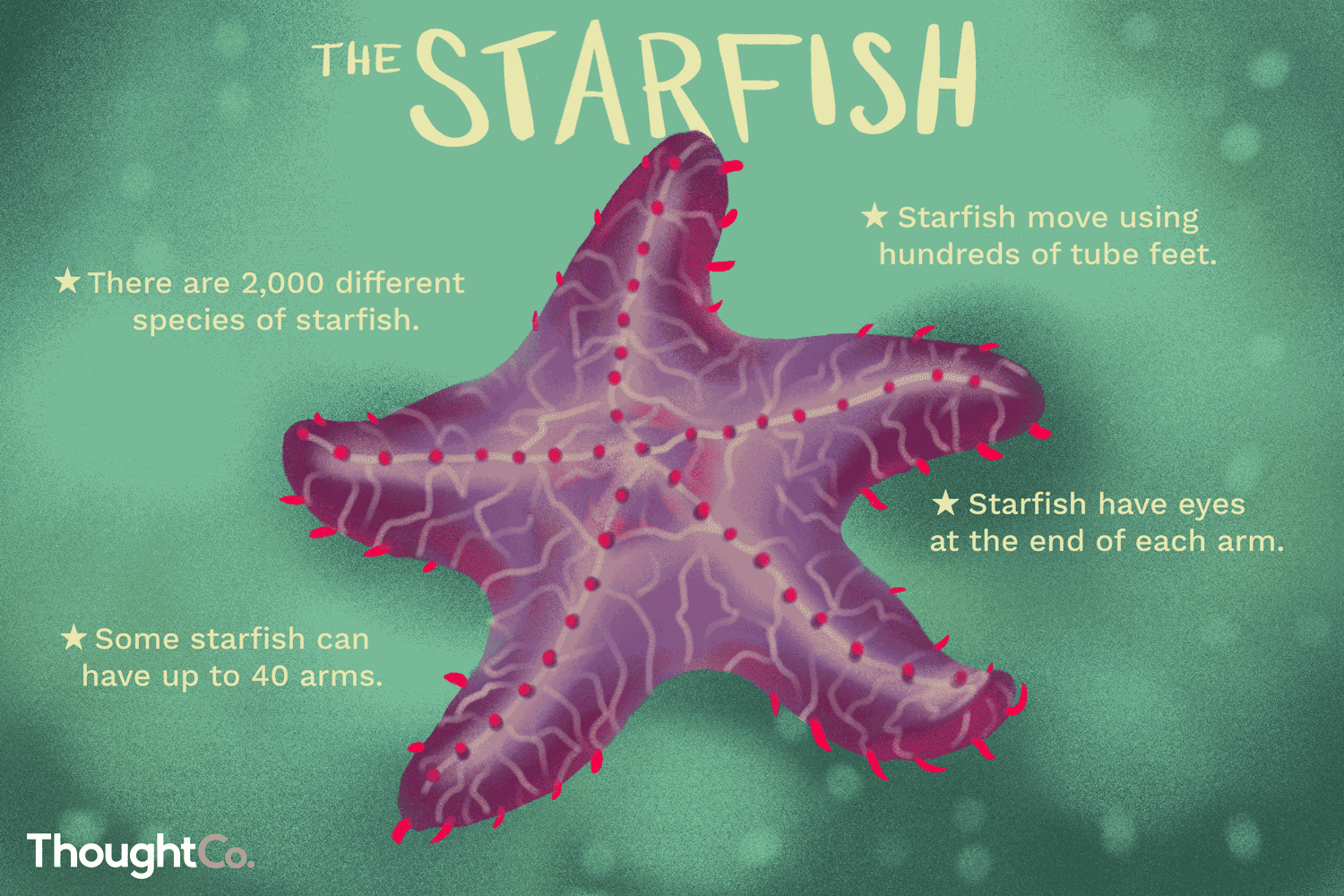 Detail Starfish Pic Nomer 50