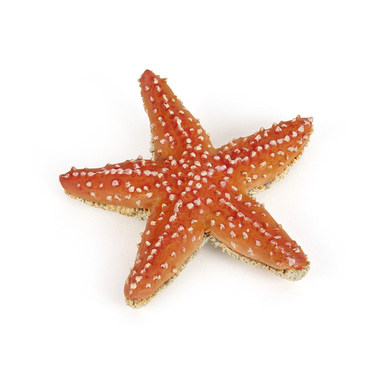 Detail Starfish Pic Nomer 7