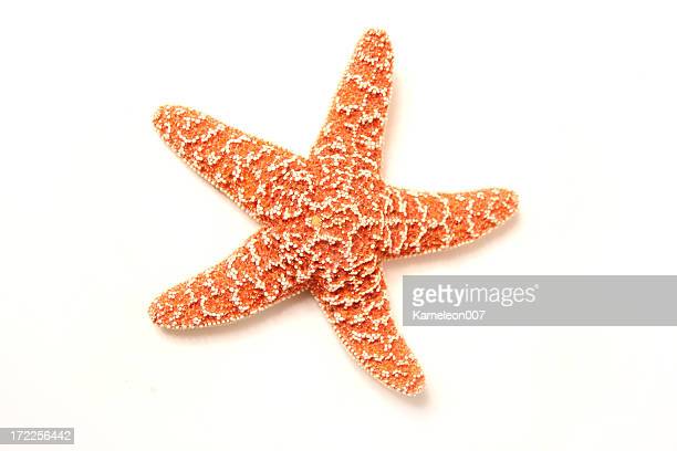 Detail Starfish Picture Nomer 17