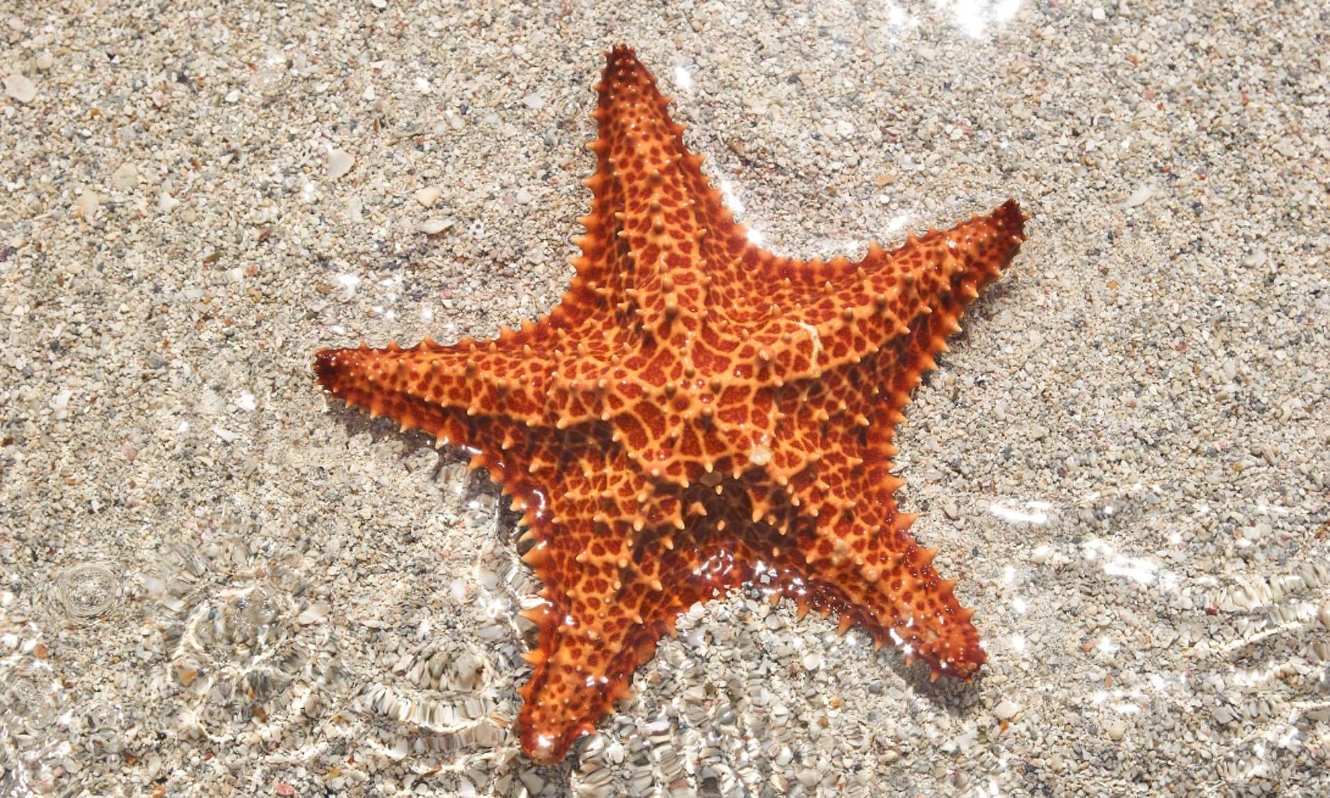 Detail Starfish Picture Nomer 34