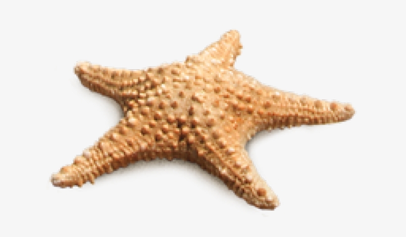 Detail Starfish Png Nomer 7