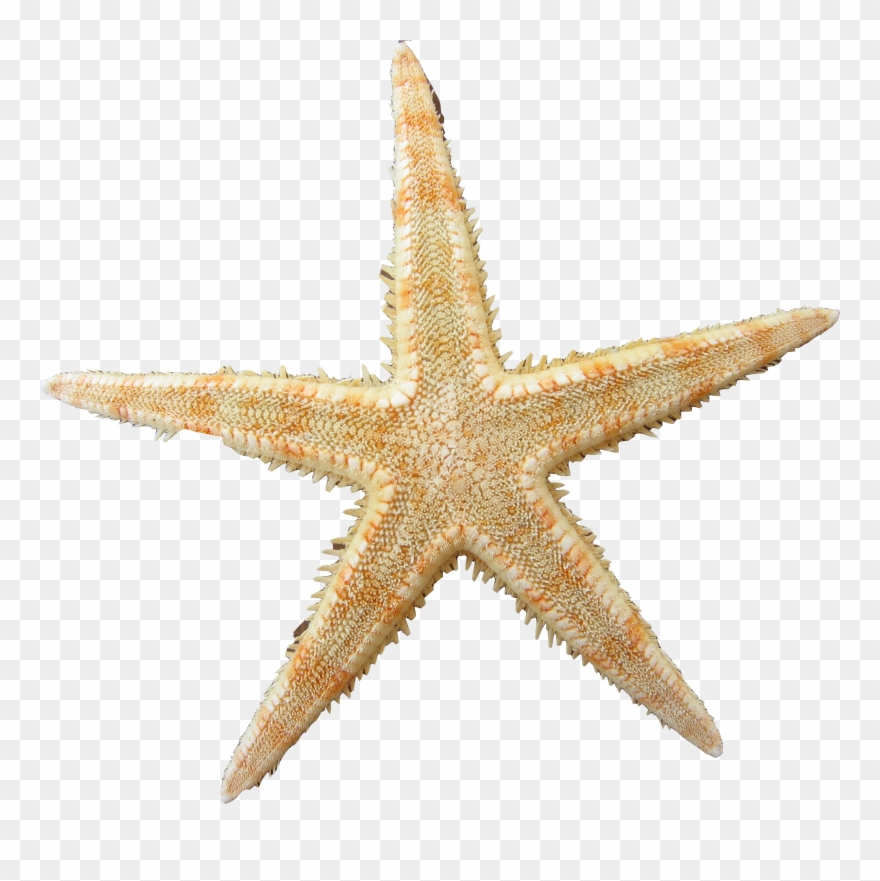 Detail Starfish Png Nomer 22