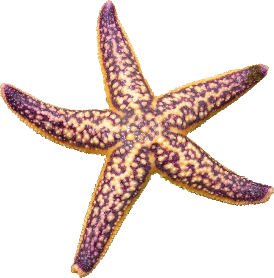 Detail Starfish Png Nomer 30