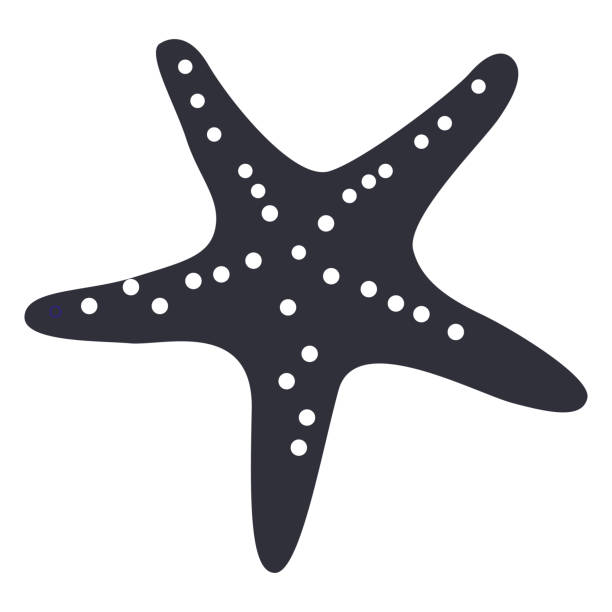 Detail Starfish Silhouette Png Nomer 21