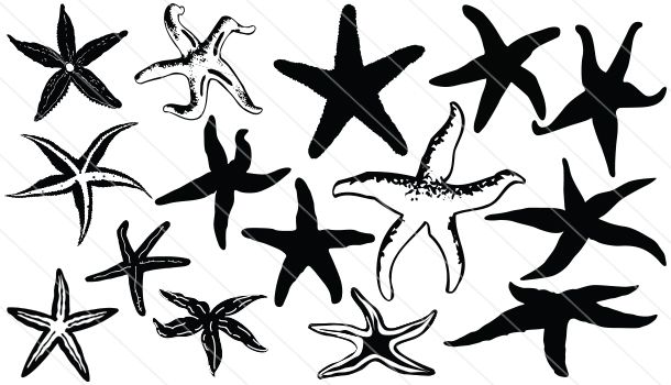 Detail Starfish Silhouette Png Nomer 40