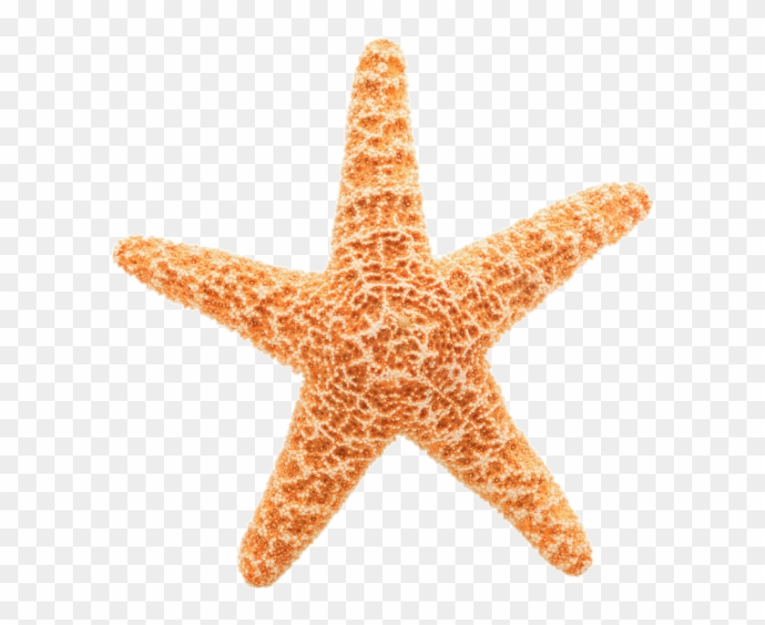 Detail Starfish Transparent Nomer 8
