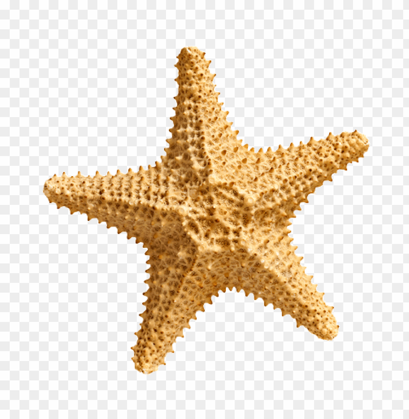 Detail Starfish Transparent Nomer 13