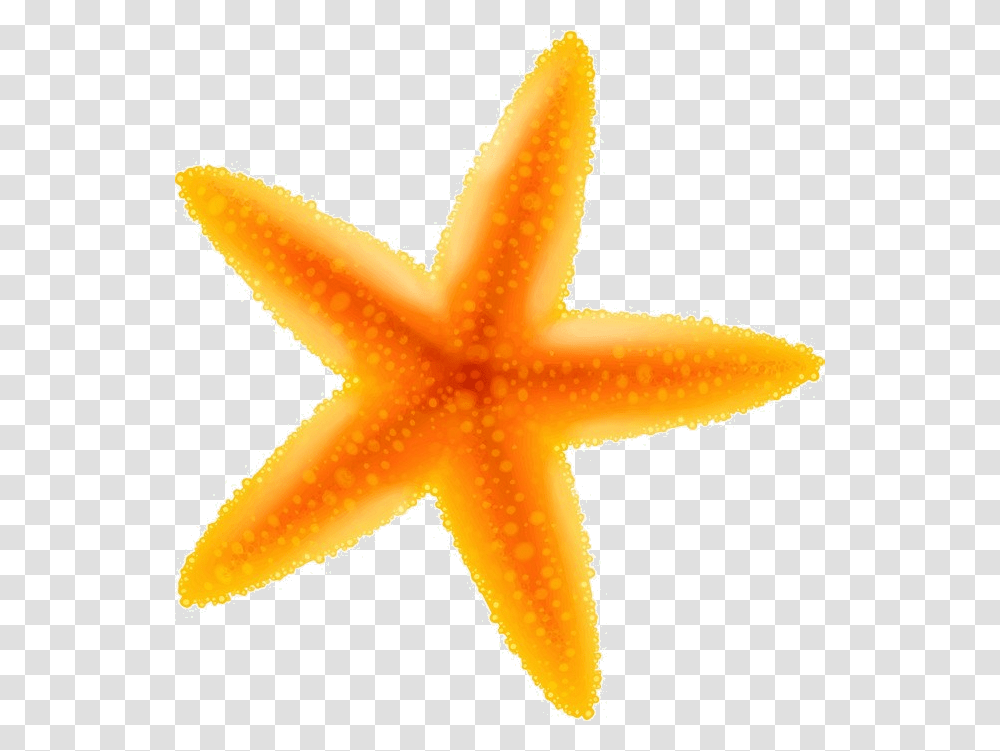 Detail Starfish Transparent Nomer 15