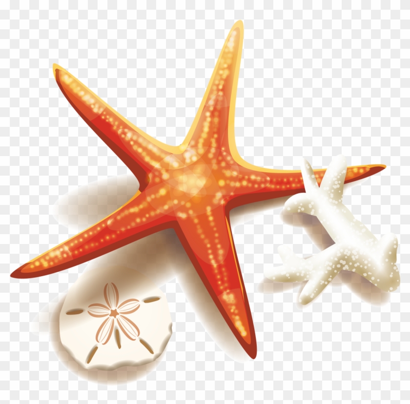 Detail Starfish Transparent Nomer 17