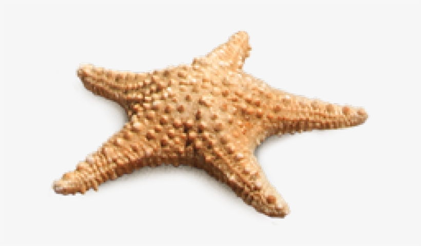 Detail Starfish Transparent Nomer 18
