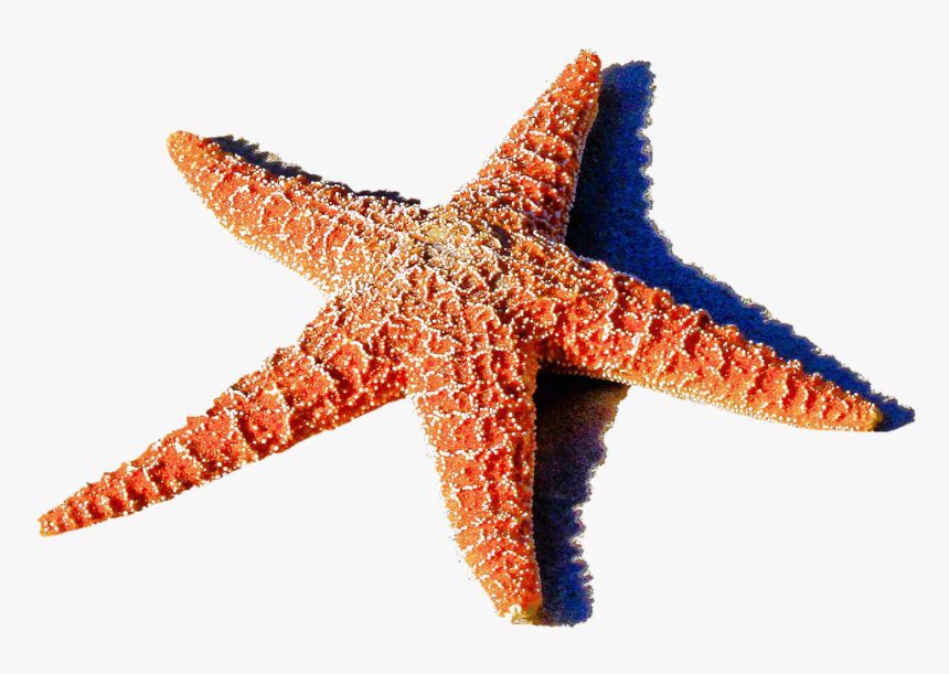 Detail Starfish Transparent Nomer 21