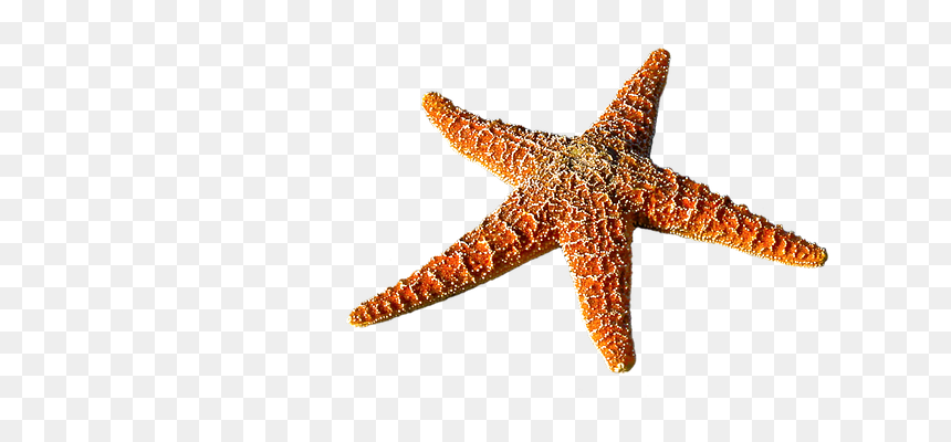 Detail Starfish Transparent Nomer 23