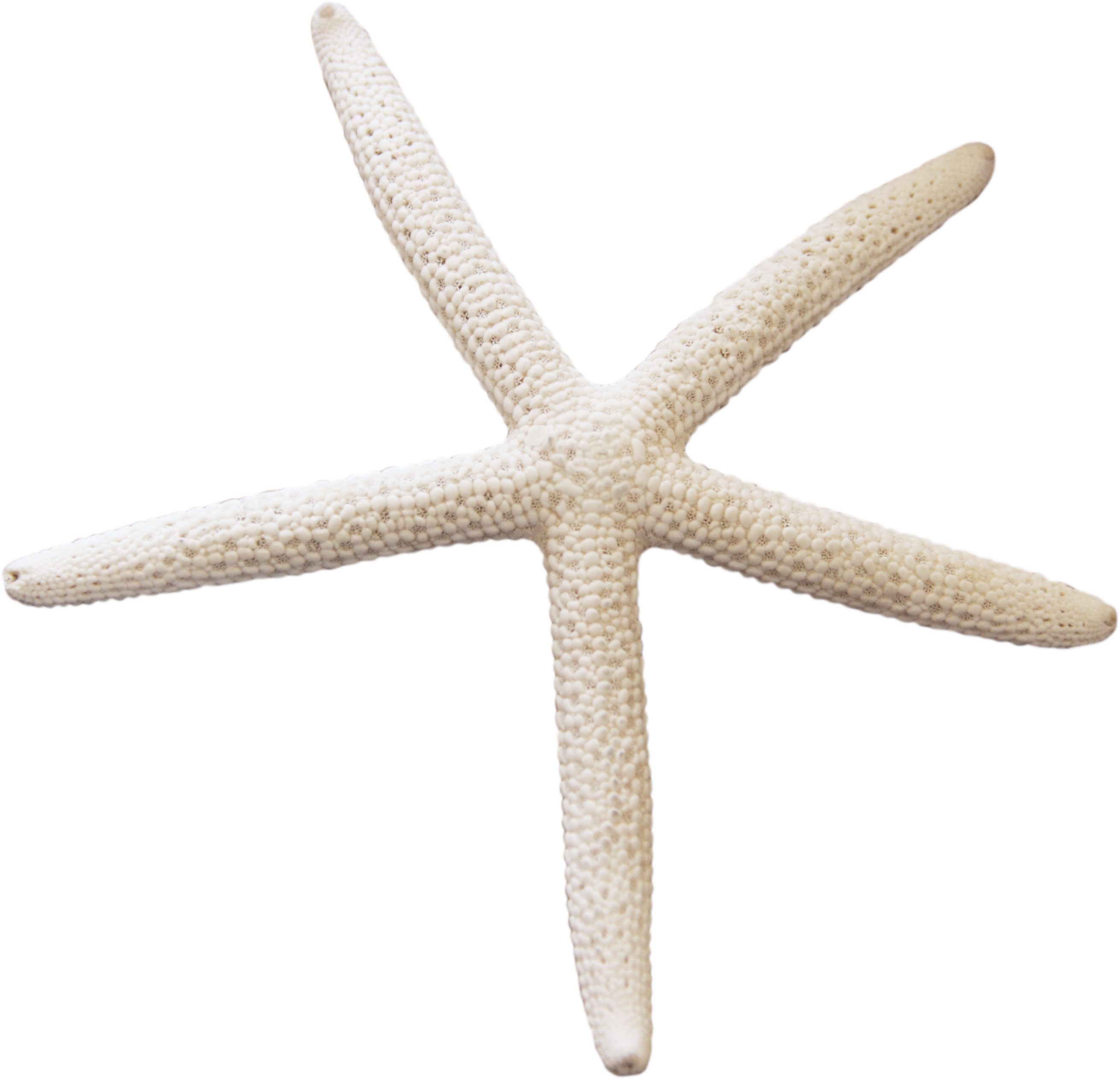 Detail Starfish Transparent Nomer 24