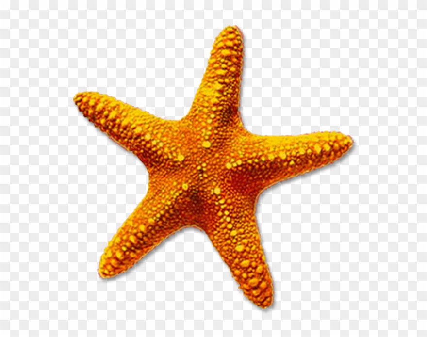 Detail Starfish Transparent Nomer 2