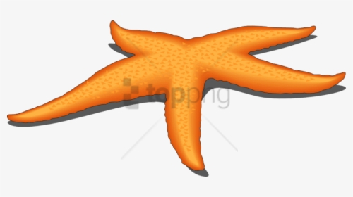 Detail Starfish Transparent Nomer 28