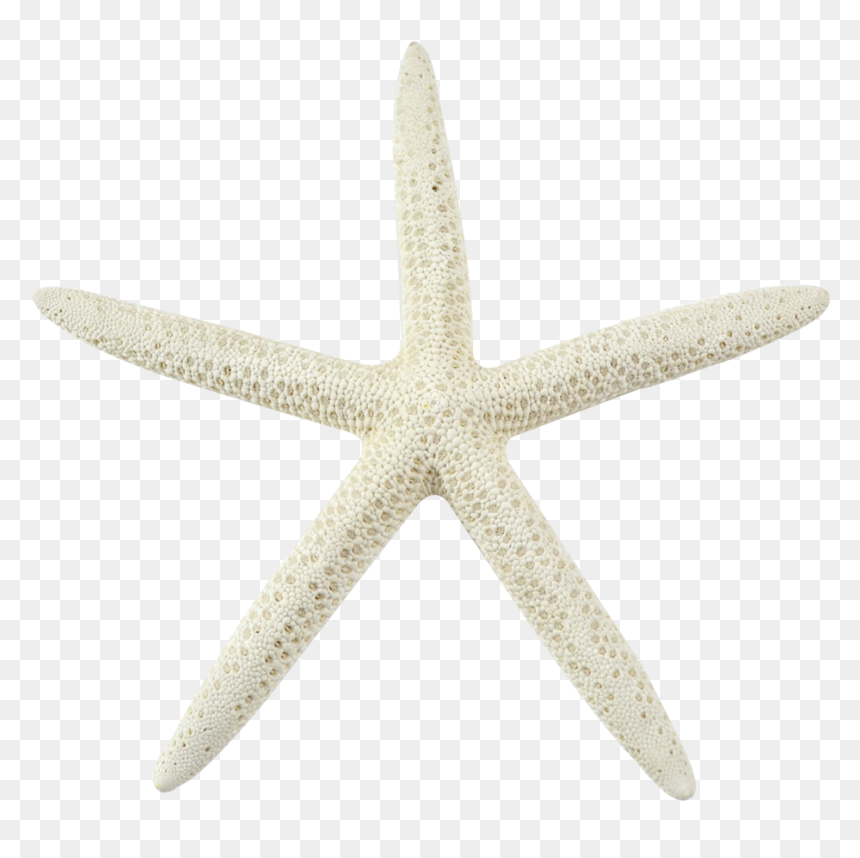 Detail Starfish Transparent Nomer 29