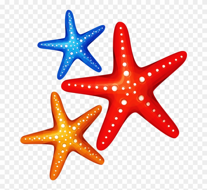 Detail Starfish Transparent Nomer 30