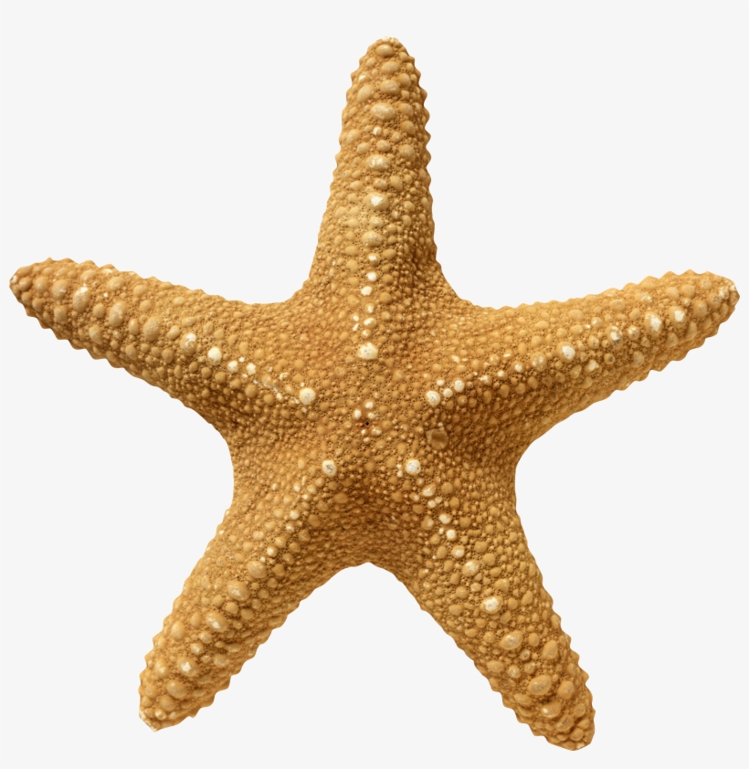 Detail Starfish Transparent Nomer 3