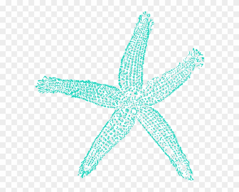 Detail Starfish Transparent Nomer 40