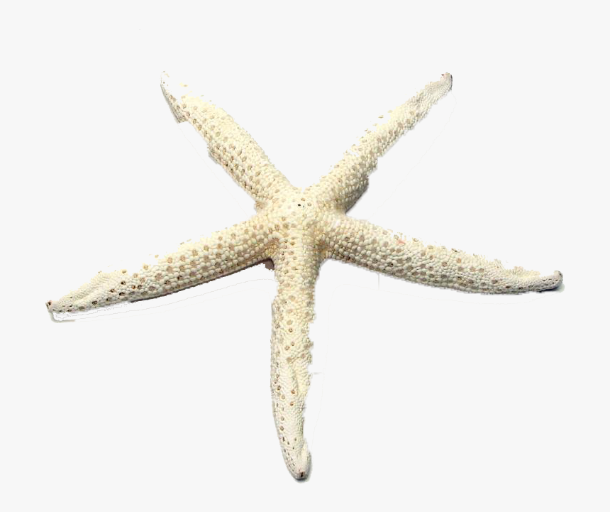 Detail Starfish Transparent Nomer 44