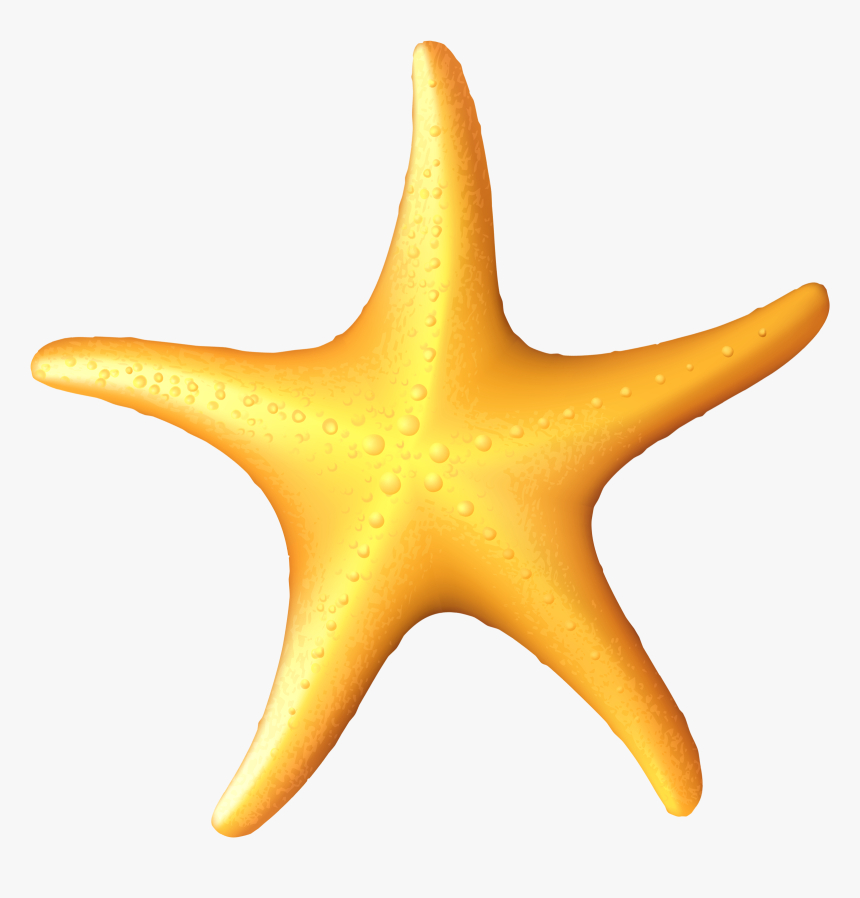 Detail Starfish Transparent Nomer 48