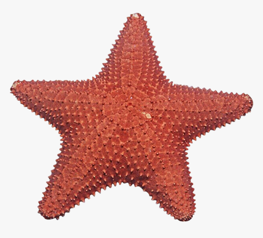 Detail Starfish Transparent Nomer 6