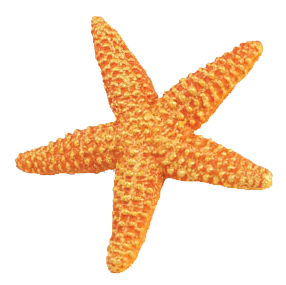 Starfish Transparent Background - KibrisPDR