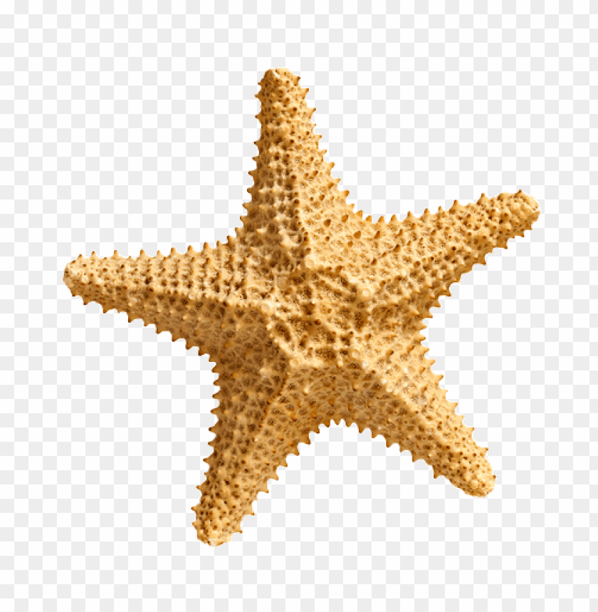 Detail Starfish Transparent Background Nomer 12