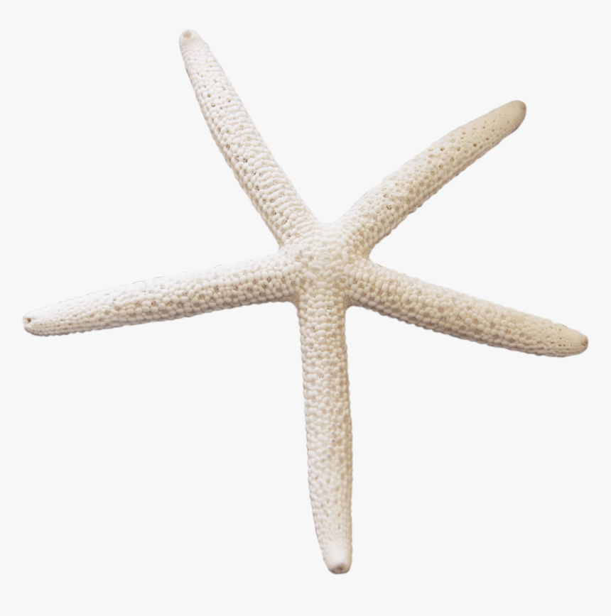 Detail Starfish Transparent Background Nomer 14