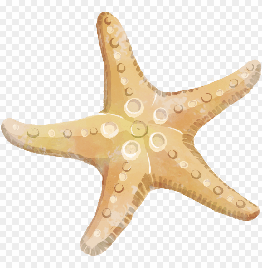 Detail Starfish Transparent Background Nomer 16