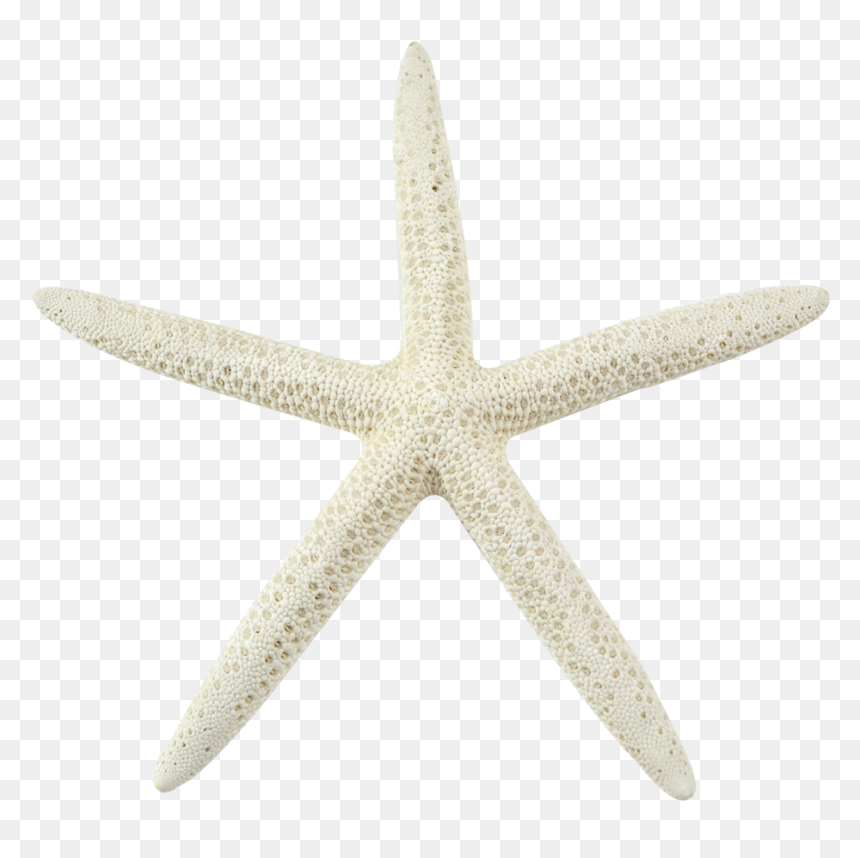 Detail Starfish Transparent Background Nomer 17