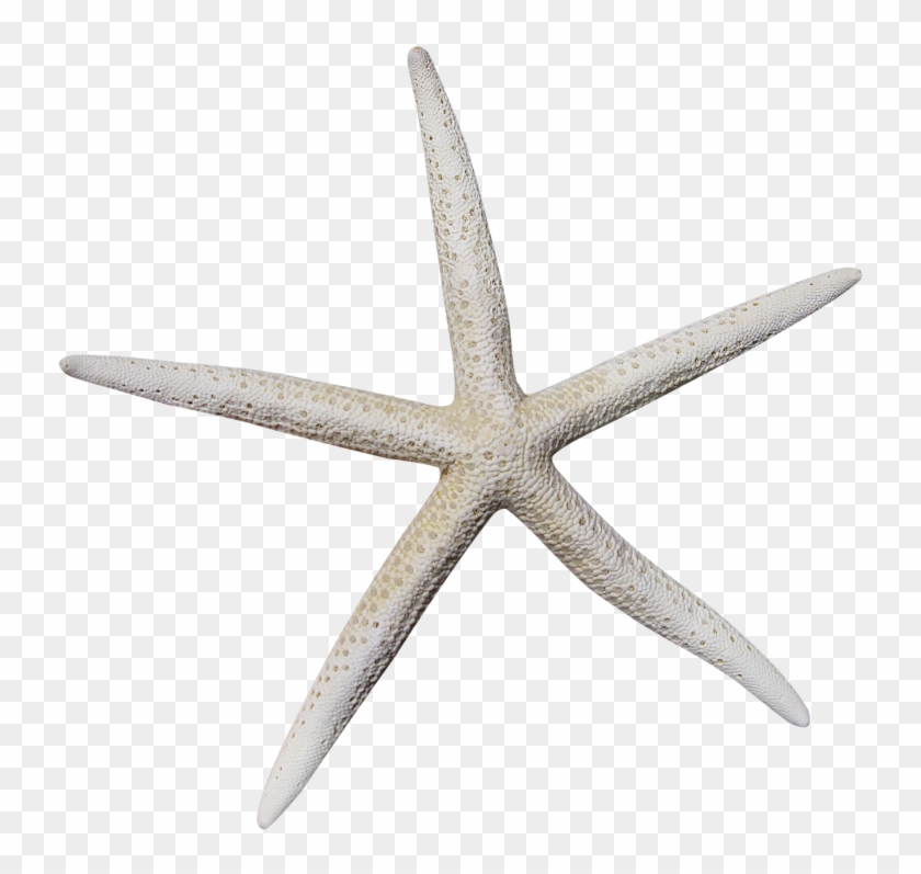 Detail Starfish Transparent Background Nomer 21