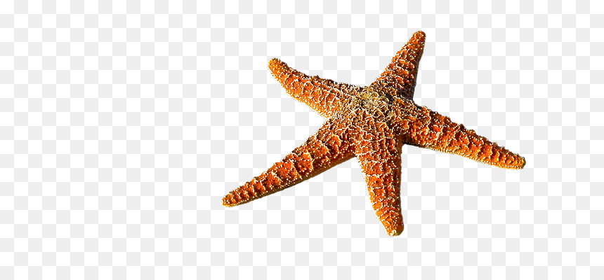 Detail Starfish Transparent Background Nomer 22