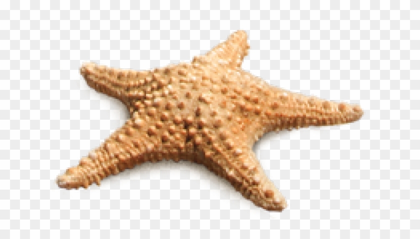 Detail Starfish Transparent Background Nomer 24