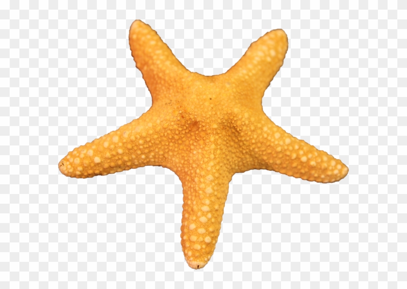 Detail Starfish Transparent Background Nomer 28