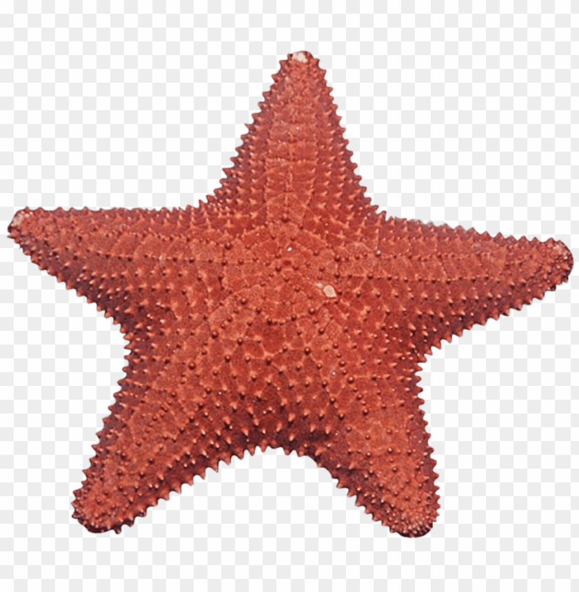 Detail Starfish Transparent Background Nomer 32