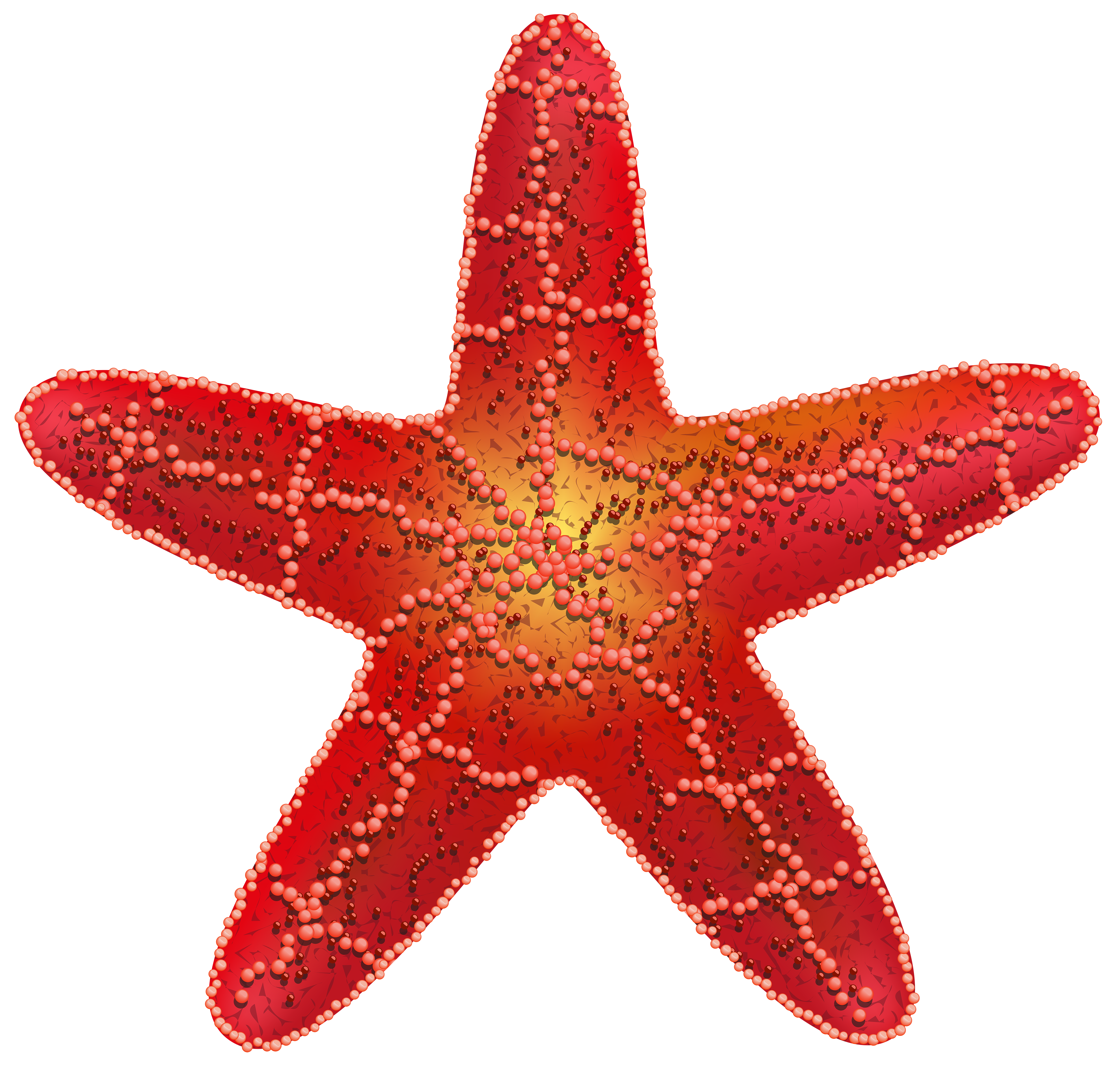 Detail Starfish Transparent Background Nomer 33