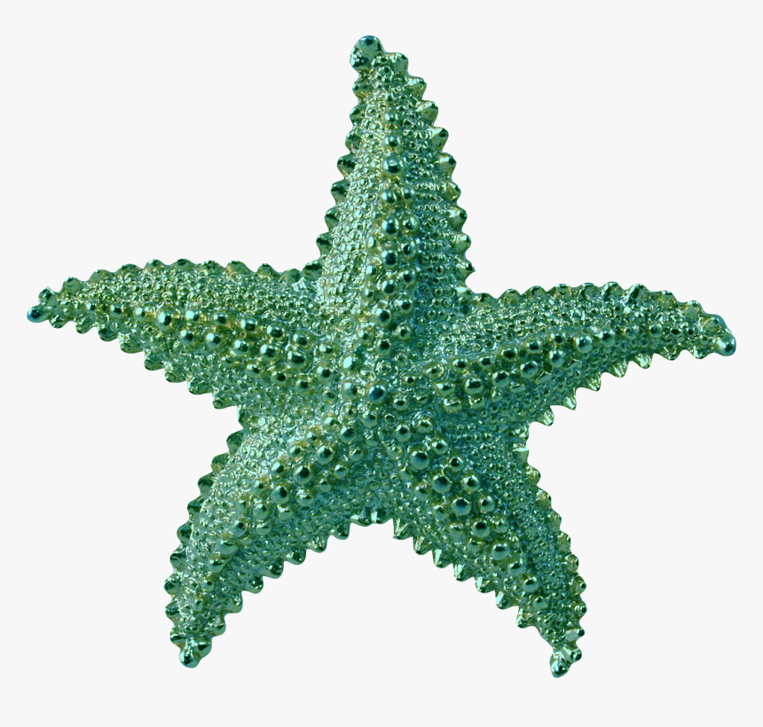 Detail Starfish Transparent Background Nomer 3