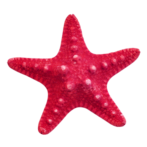 Detail Starfish Transparent Background Nomer 38