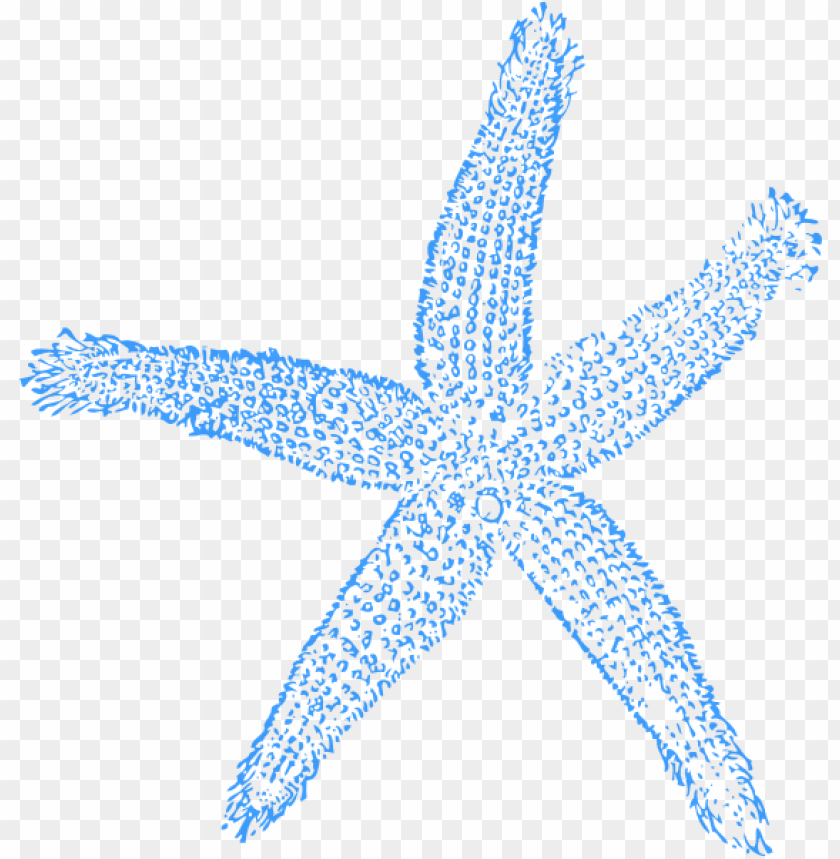 Detail Starfish Transparent Background Nomer 39