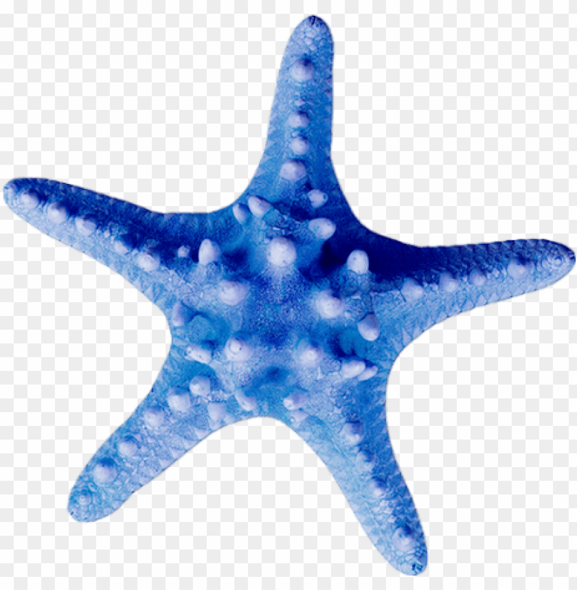 Detail Starfish Transparent Background Nomer 40