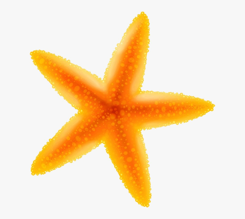 Detail Starfish Transparent Background Nomer 43